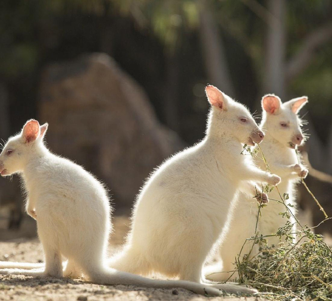 Fuerteventura: Oasis Wildlife Entry Ticket 5qSiDMtq