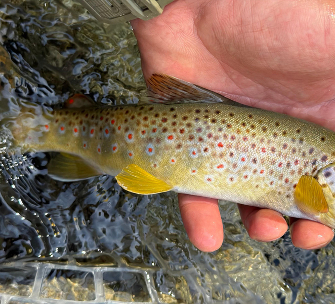 Biella: Fly Fishing Experience with a Local Guide j1EjDnOe