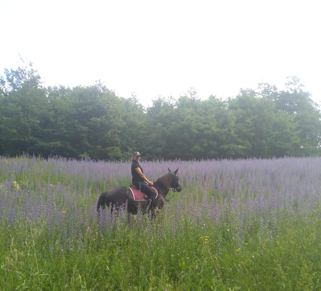 Salutio: Pratomagno Horseback Ride with Picnic Lunch d46lfm7Z