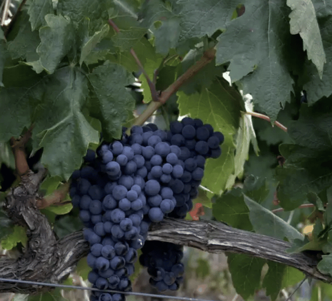 La Rioja: Matarromera Private tour down the hills x1itv8mw