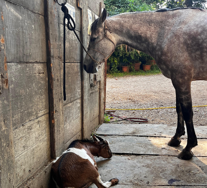 Modena: Horseback Riding Tour with Aperitivo zVHqLLYP