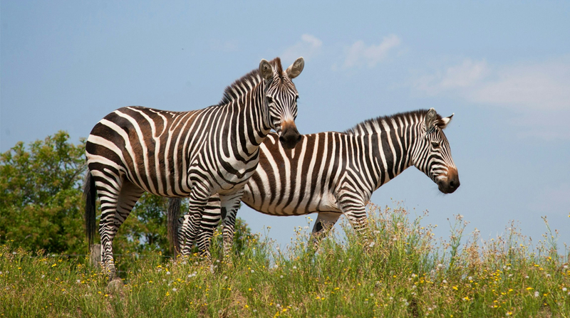 Safari de Peaugres: Entry Ticket WQJdxN1F