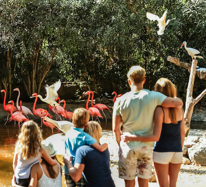 Maspalomas: Palmitos Park Ticket with Dolphin and Bird Shows Sk3uKwuq