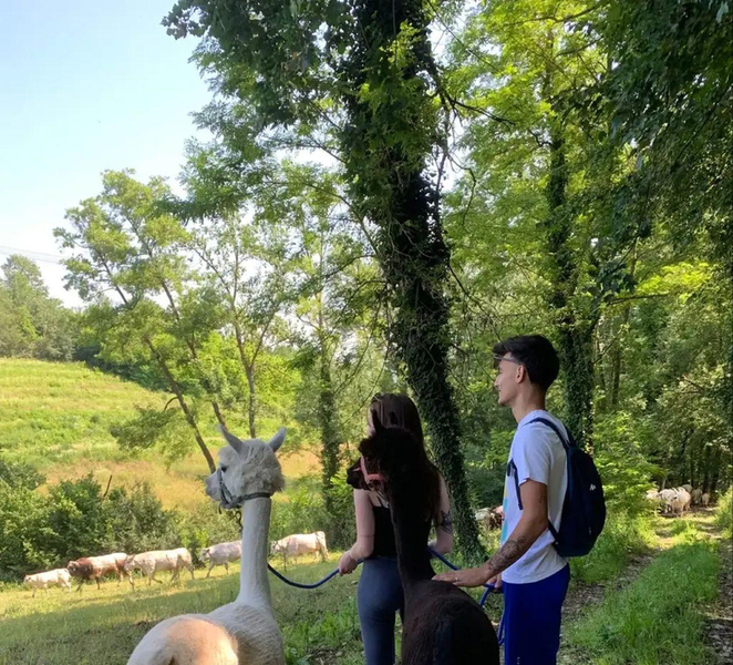 Langhe: Trekking with Alpacas, Brewery Visit, and Beer Tasting RCsMsYbz