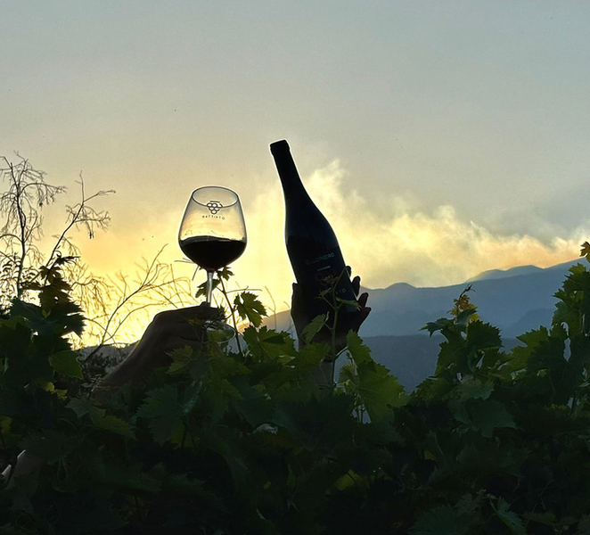 Aperitif in a Sicilian vineyard: vineyard visit with aperitif at sunset PS1tf4dC