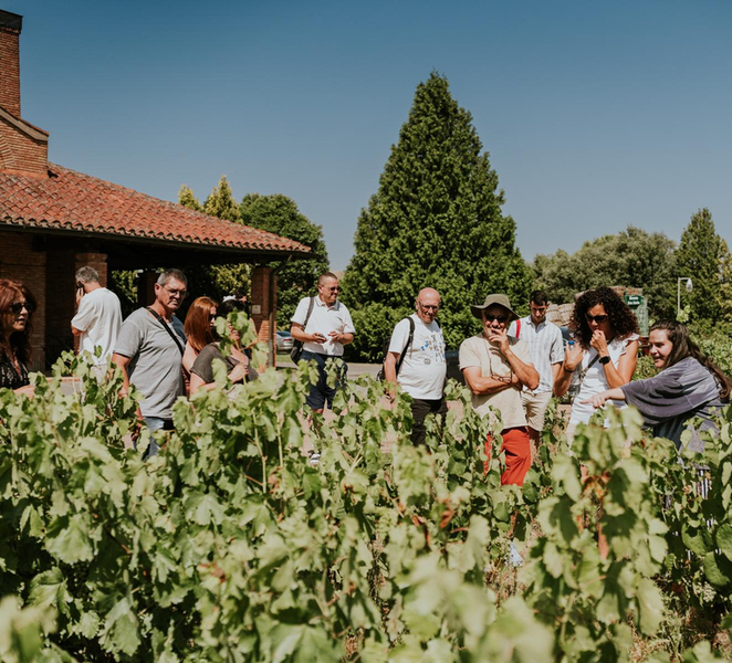 Logroño: Guided visit + tasting of 3 wines at Viña Ijalba gg5PxLms