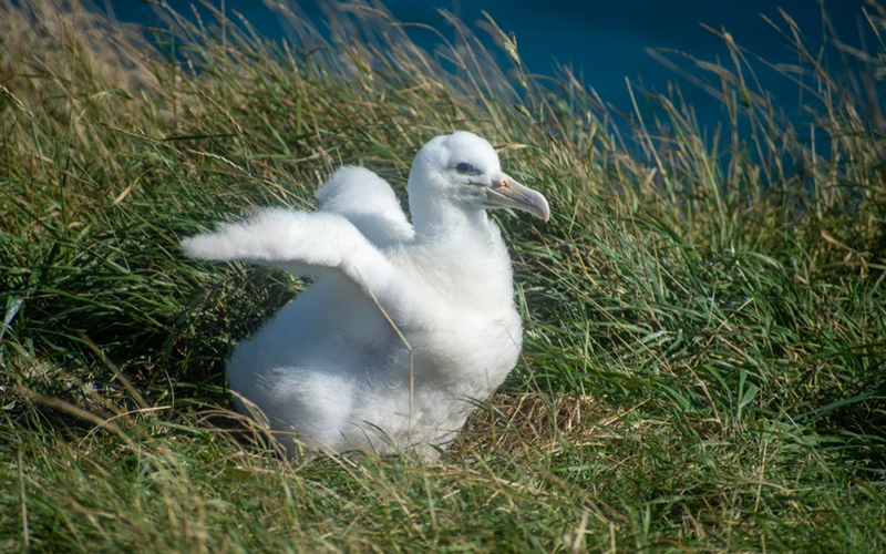 Royal Albatross Wildlife Experience with Optional Fort Taiaroa 61JjZGVh