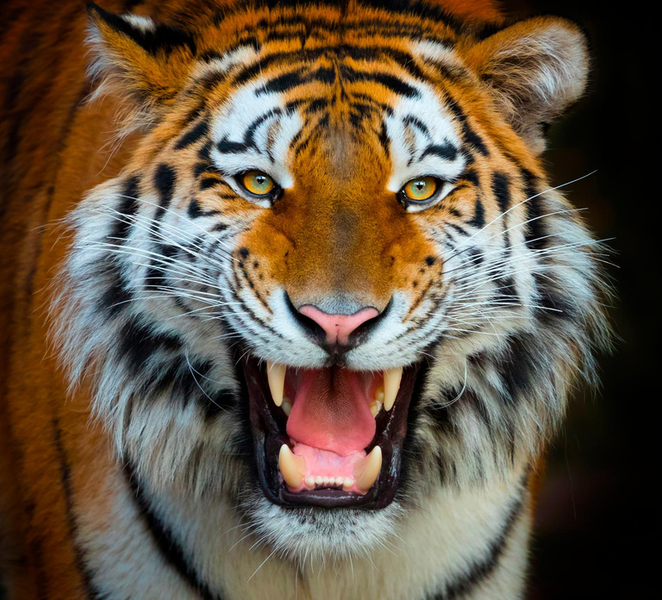 Benidorm: Terra Natura and Aqua Natura Combo Day Ticket 7FZUX7iO