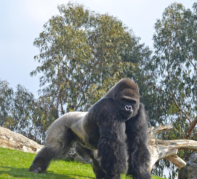 Valencia: Bioparc Valencia Admission Ticket nwVopcIT