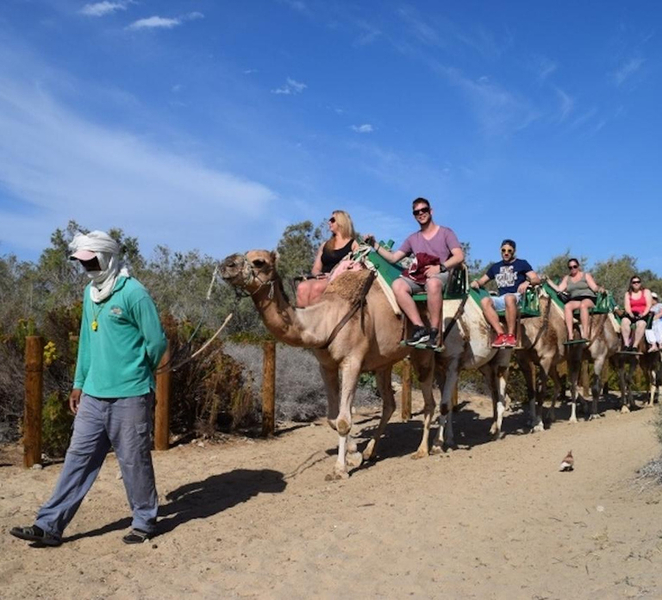 Maspalomas: Guided Camel Ride in the Maspalomas Sand Dunes WXJjVWVk