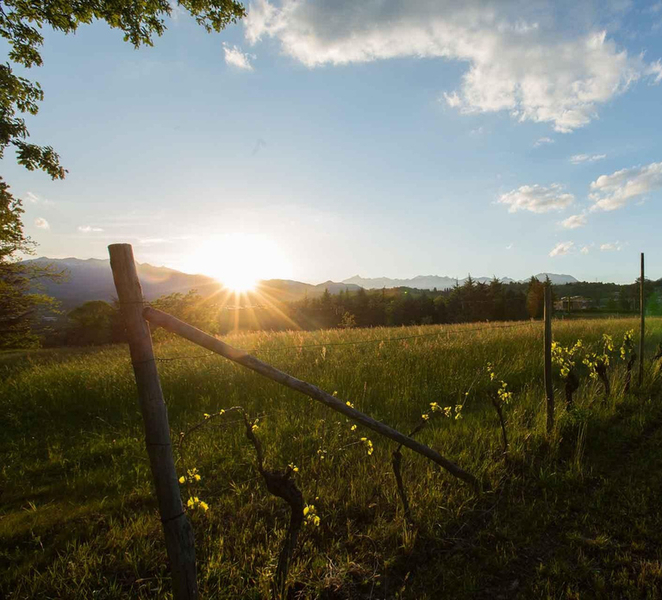 Villarbasse: Wine Tasting in the Historic Vineyards DDY6QmO4