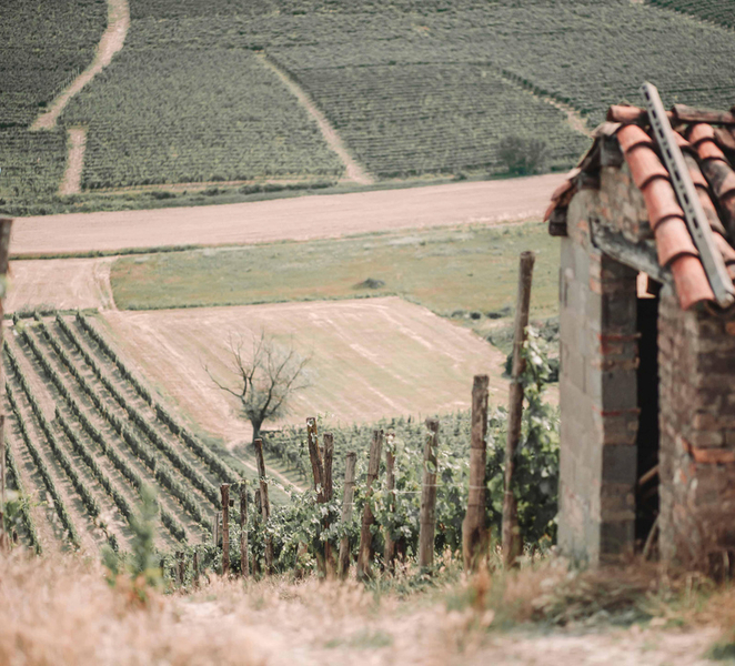 Monferrato: Wine & Cheese Pairing in Moasca 8fOrUA66