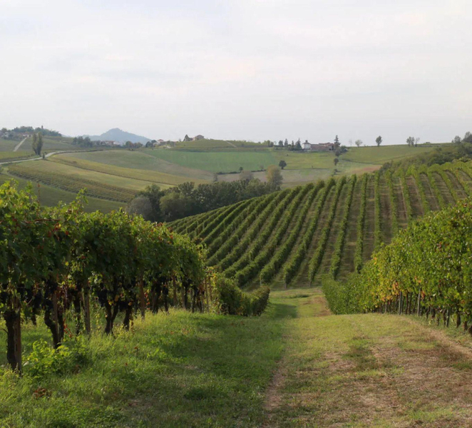 Cella Monte: Customizable Wine Tasting Experience JSGMiWeC