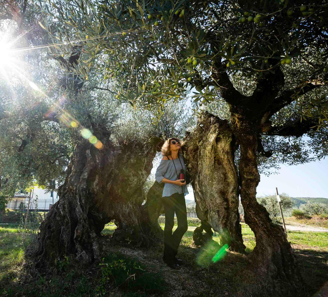 Umbria: Meet one of the oldest olive trees and enjoy the oil experience ZVZHRCww