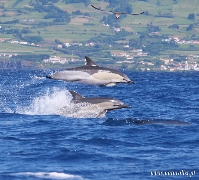 Pico, Madalena: Research Whale & Dolphin Expedition EQrjw5tD