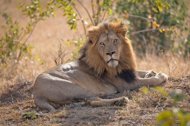 4 Days Samburu & Ol Pejeta Safari: Explore Kenya’s Wild Beauty S6EJENWZ