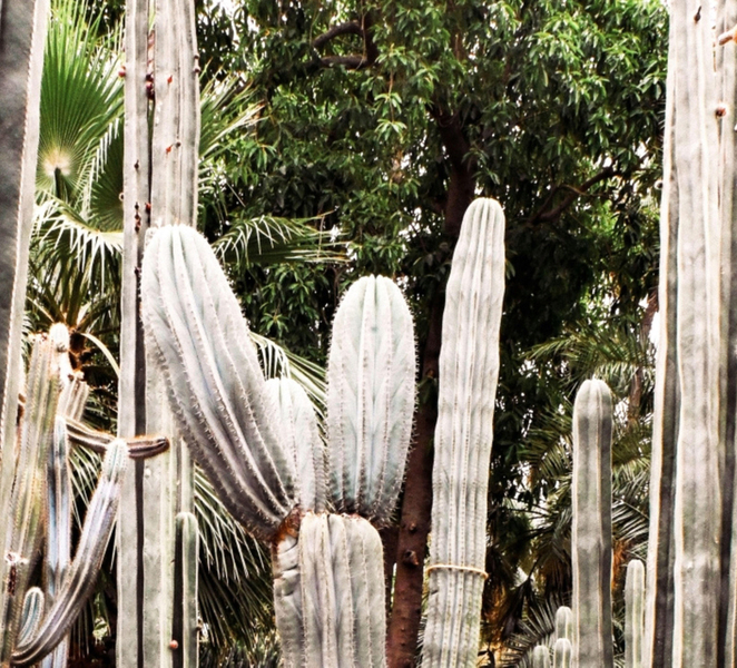 Marrakech: Majorelle Garden, YSL, and Berber Museum Entry b4mkKGr3