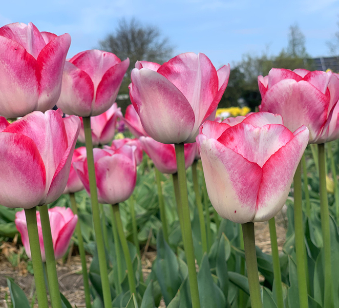 From Lisse: Keukenhof Flower Fields Bike Tour ggCD74Bx
