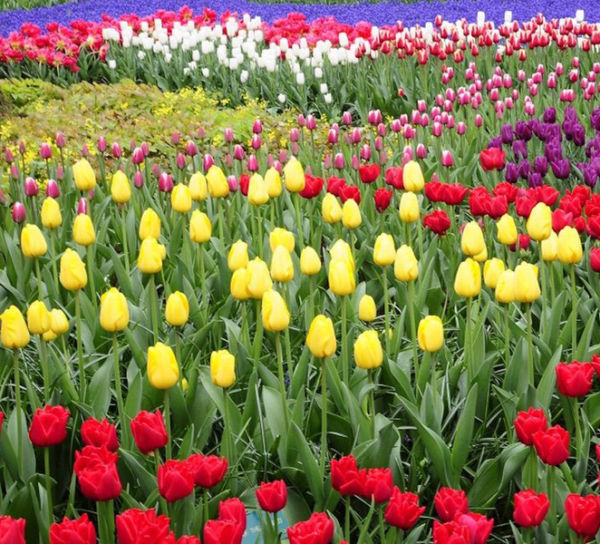 From Amsterdam: Private Keukenhof and Tulip Experience Tour 6MJQJDQo