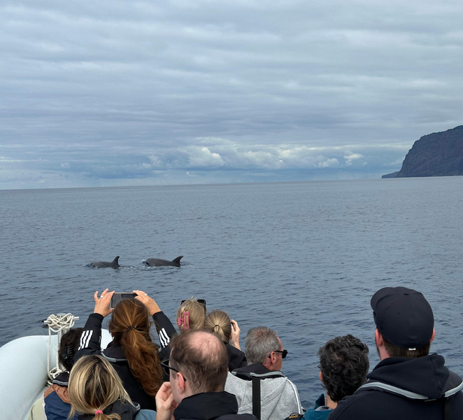 Funchal: RIB Whale Watching Cruise and Optional Dolphin Swim OF8OEYkm