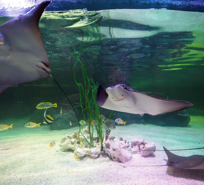 Loch Lomond: Sea Life Entrance Ticket Y2VmPmiL