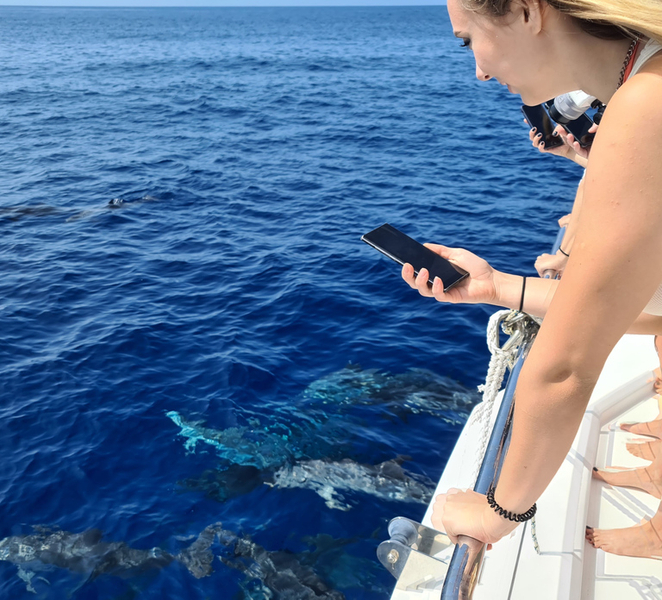 All Inclusive Whale and Dolphin Watching Luxury Tour 68JJMz9P
