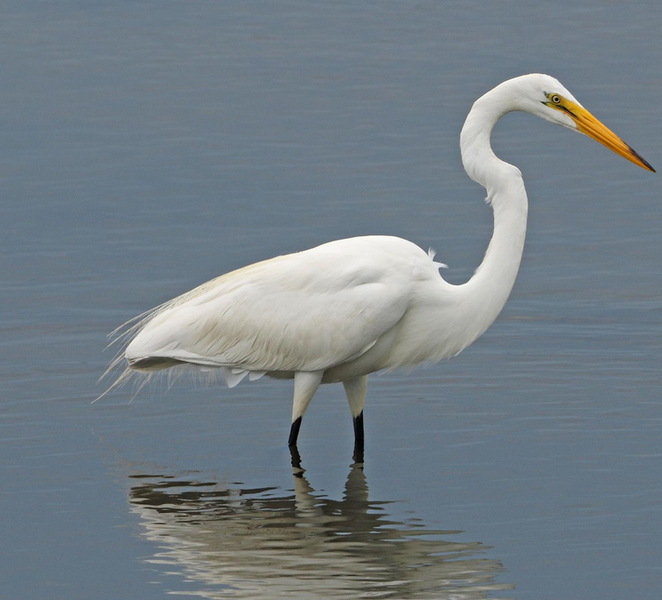 Óbidos: Lagoon Birdwatching Tour with Local Biologist 7jx0MqFr