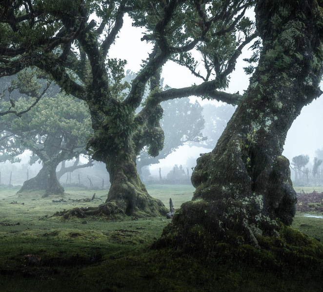 Madeira: West Tour With Guide Fanal Forest SykWalkExperience CXzAyzdx