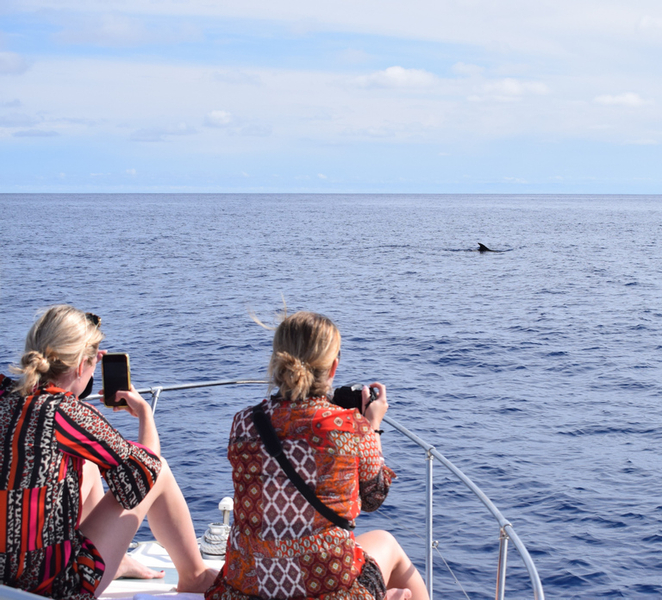 Madeira: 2.5-Hour Whale and Dolphin-Watching Cruise DWdmTnaC
