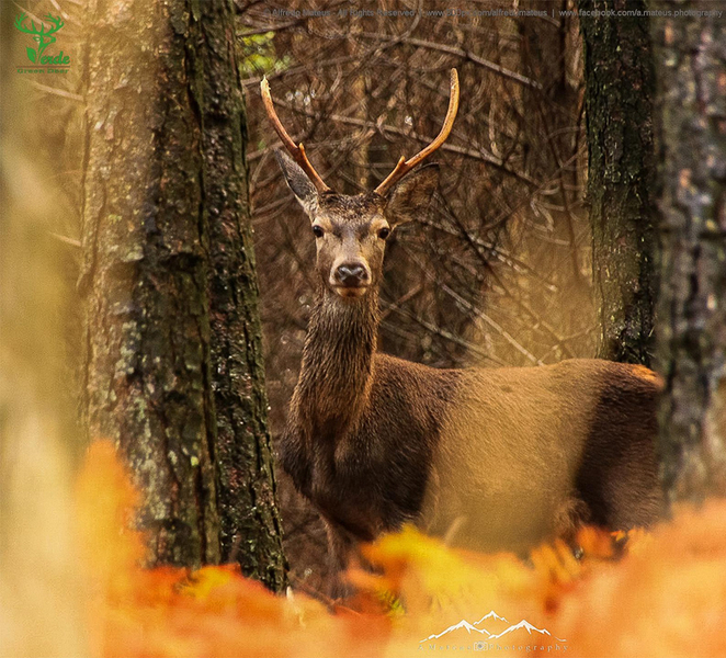 Coimbra: Lousã Mountain 4x4 Tour with Deer Watching QDRb1EW1