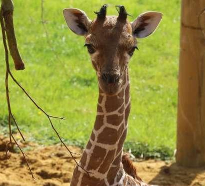 Dunstable: Whipsnade Zoo Full-Day Entrance Ticket UqQ4pk0U