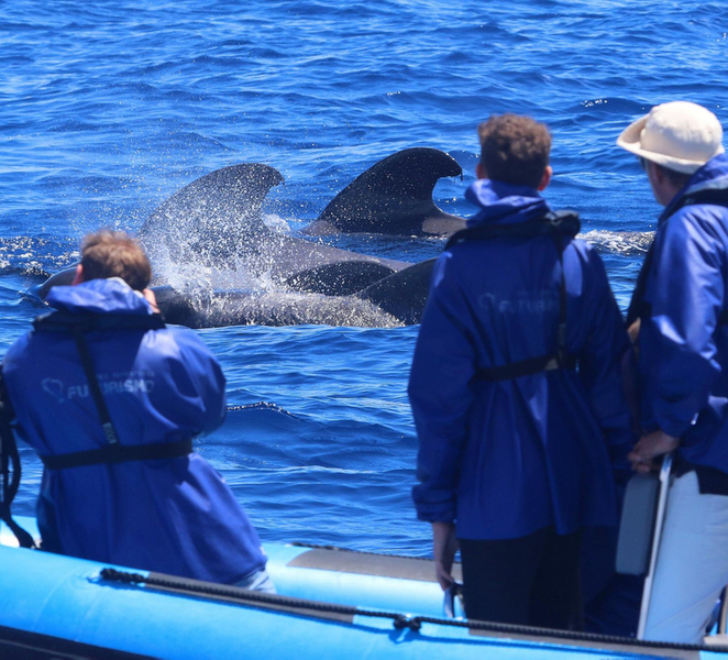 From Ponta Delgada: Whale and Dolphin Watching Trip VEJKJZtv