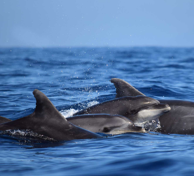 From Funchal: Ecological Catamaran Dolphin Whale Watching mWE7B9he