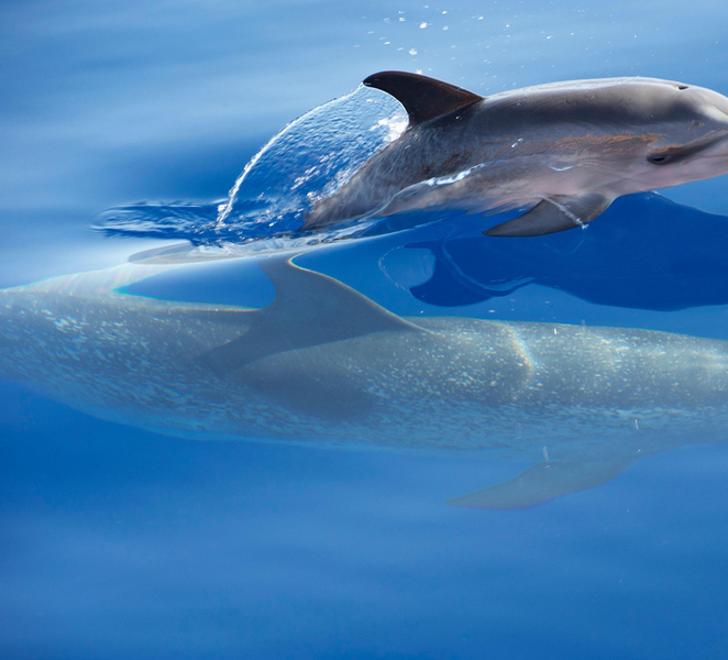 Madeira: Whale Watching Excursion in a Traditional Vessel B08Ql11V