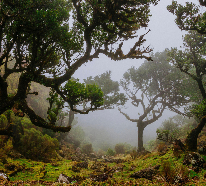 Madeira: PR 18 - Levada do Rei Hike Transfer with Return PoFS2enj