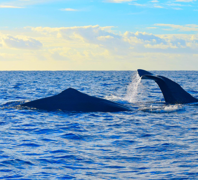 Madeira: Responsible Whales and/or Dolphins Watching Tour H0tnaPMd