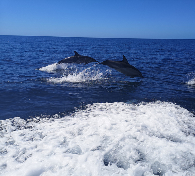 From Lagos: Dolphin Watching Boat Trip w/Marine Biologists m61p6n6e