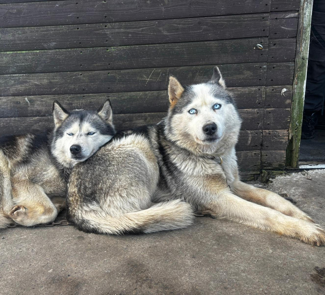 Husky Picnic Experience Stonehaven Scotland GyEP4TFV