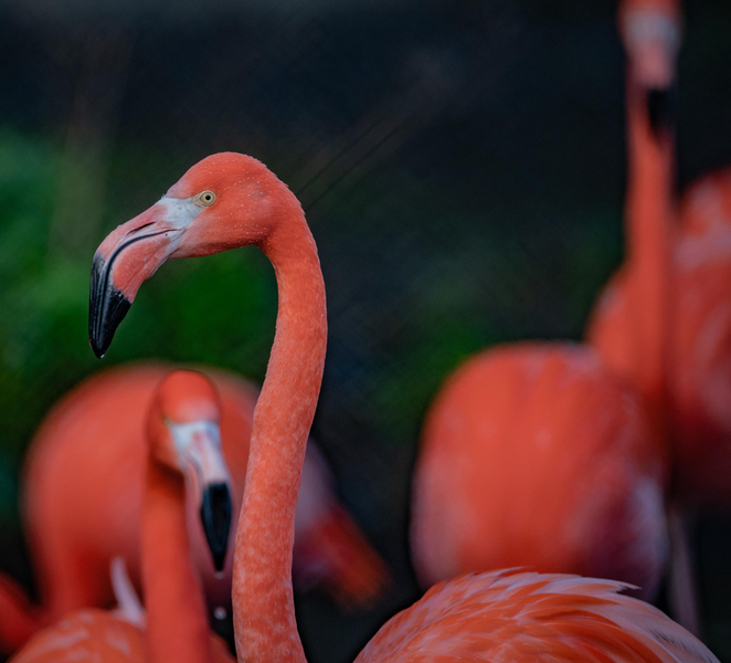 Chester: Chester Zoo Entry Ticket XAV0zVri