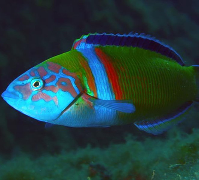 Funchal: First-Time Scuba Diving Adventure nzye3VYF