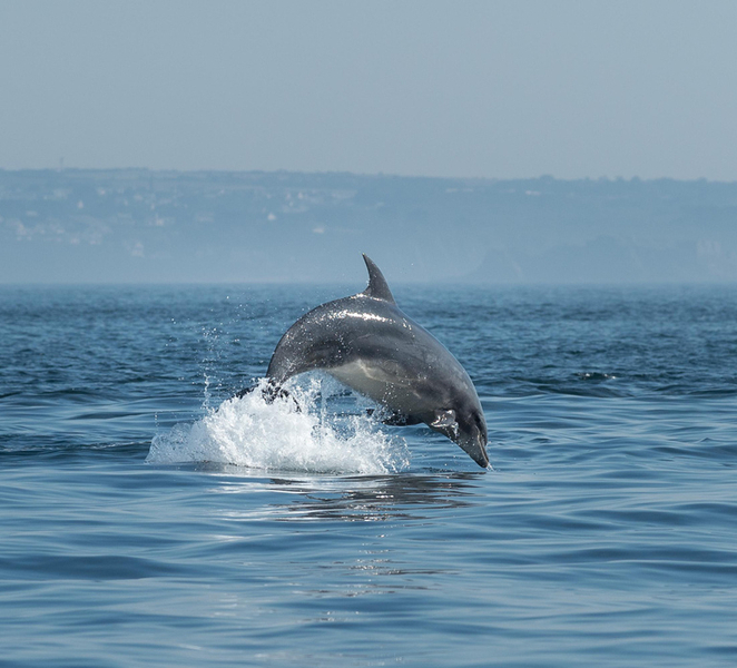 Molène Archipelago: Sea excursion, seals, dolphins, sea birds mZaquroo