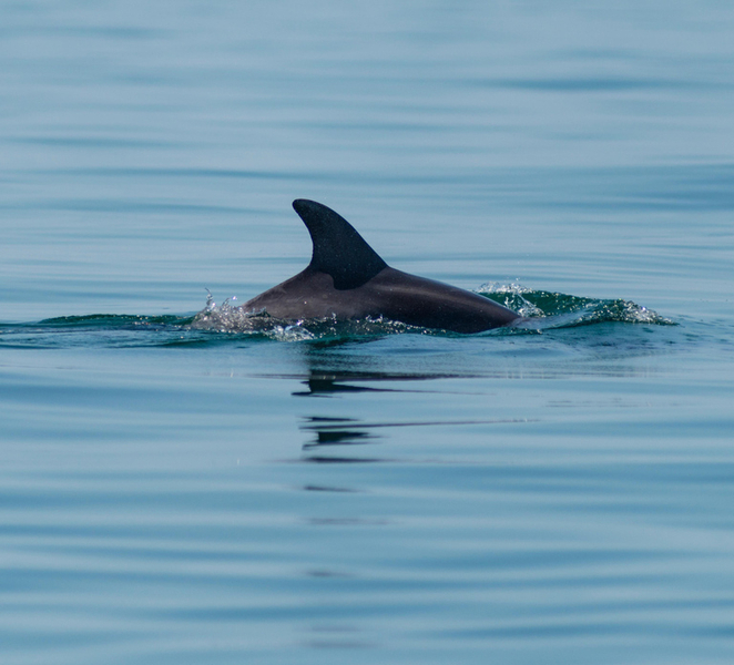 Setúbal and Tróia: Dolphin Watching Boat Tour NvVlvNPH