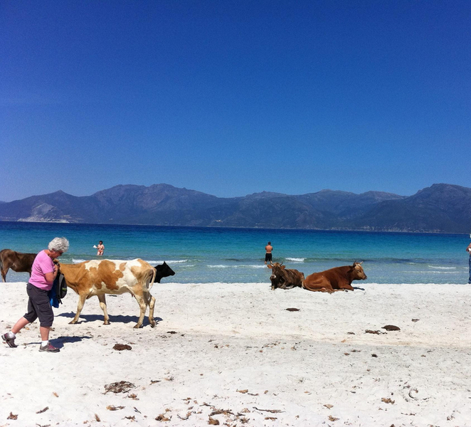 Bastia: Embark on an adventure with our 4x4 excursion, departing from Furiani Kv7wdr8H