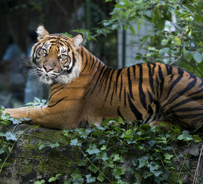 ZooParc de Beauval: Day Admission Ticket 8UPSq4Fh