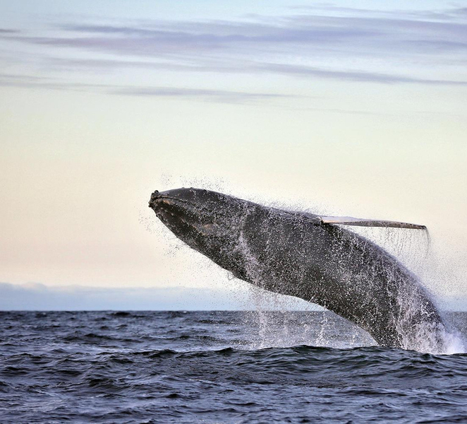 Húsavík: Original Big Whale Safari & Puffins by Speedboat j5xEukeQ