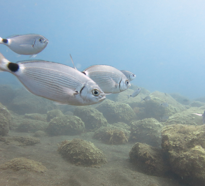 Funchal: Snorkeling Adventure in Eco-Park / Shore or by Boat YB8eYsIN