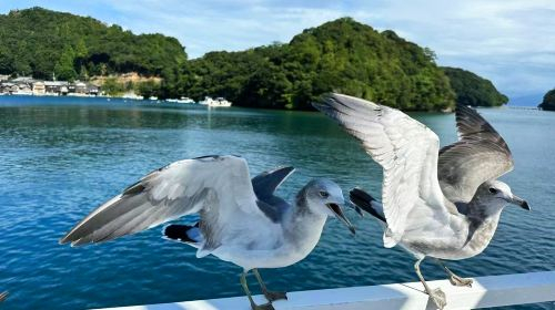 Amanohashidate scenic views + Chionji Temple prayers + feeding seagulls at Ine Bay 1-day tour, Kyoto slow travel Day Tours sXRG8iFq