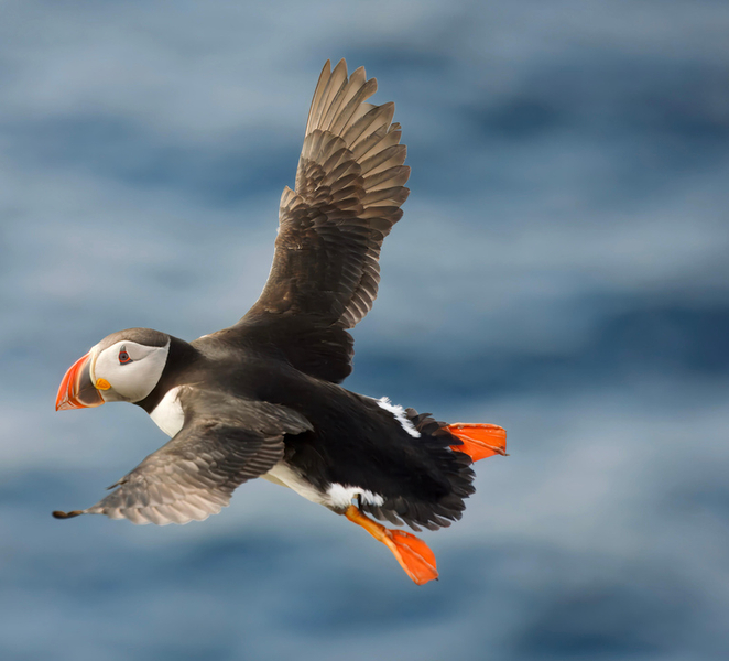 Hauganes: Whale and Puffin Watching rTebEiHP