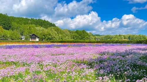 Hokkaido Day Tour: Asahiyama Zoo + Blue Pond +Shirahige Waterfall | Zoo Tickets Included Day Tours 9V0hqFEX