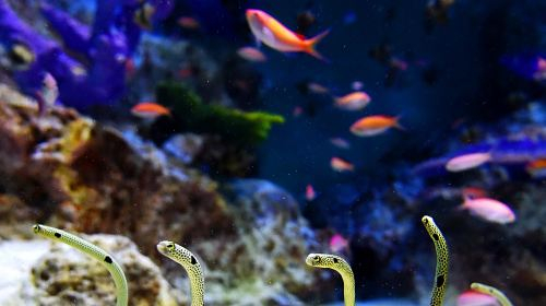 Otaru Aquarium HYrlHmcV